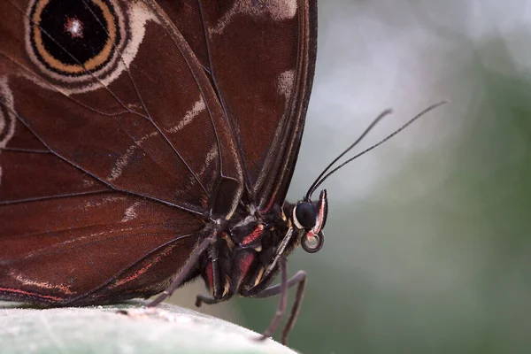 Closeup View Exotic Beautiful Falter — Stock Photo, Image