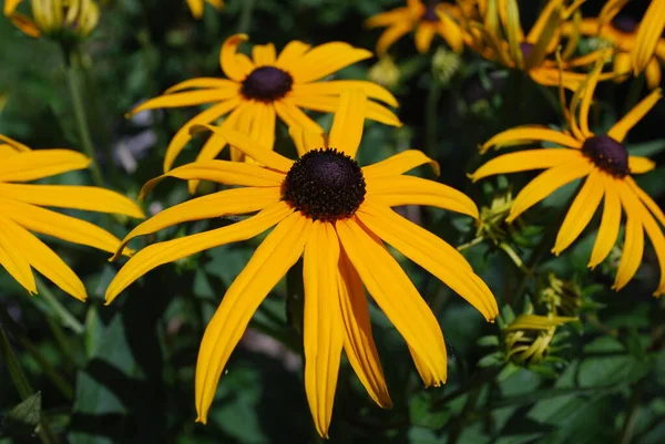 Flora Campo Pétalas Flores Coneflowers — Fotografia de Stock