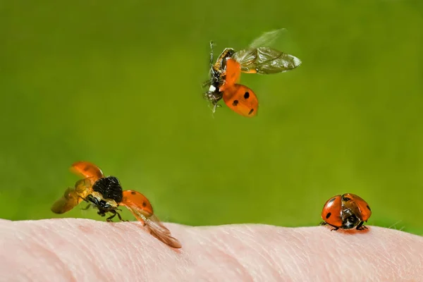 Primo Piano Bug Natura Selvaggia — Foto Stock