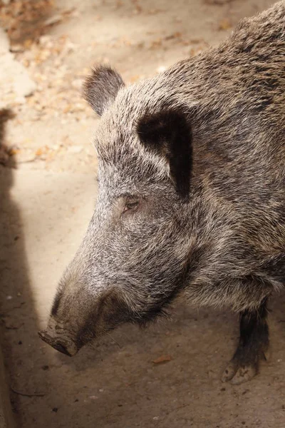 Close Pig — Stock Photo, Image