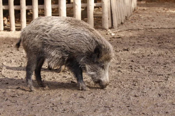 Porc Dans Zoo — Photo