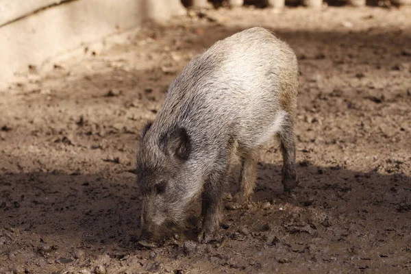 Close Cute Pig — Stock Photo, Image