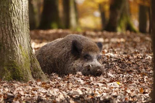 Braunbär Wald — Stockfoto