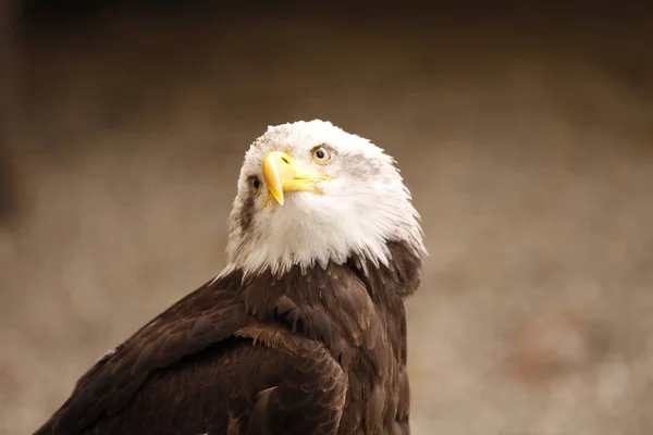 Scenic View Majestic Bald Eagle Wild Nature — Stock Photo, Image