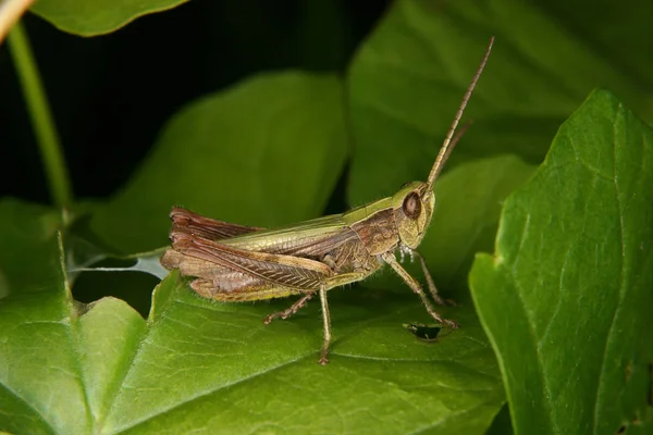 메뚜기 Chorthippus Apricarius — 스톡 사진