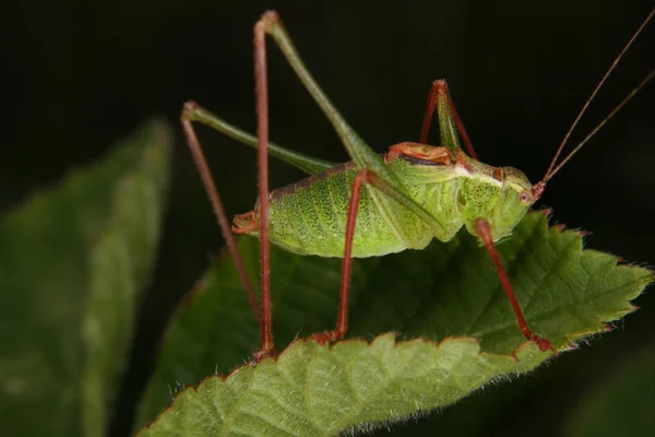 Close Van Een Insect Wilde Natuur — Stockfoto