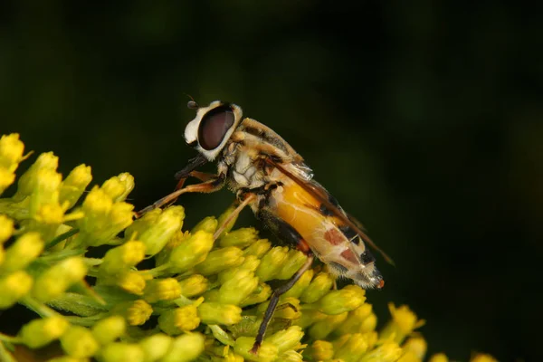 Vue Rapprochée Insecte Nature — Photo