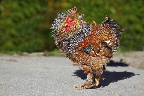 Schilderachtig Uitzicht Prachtige Vogel Natuur — Stockfoto