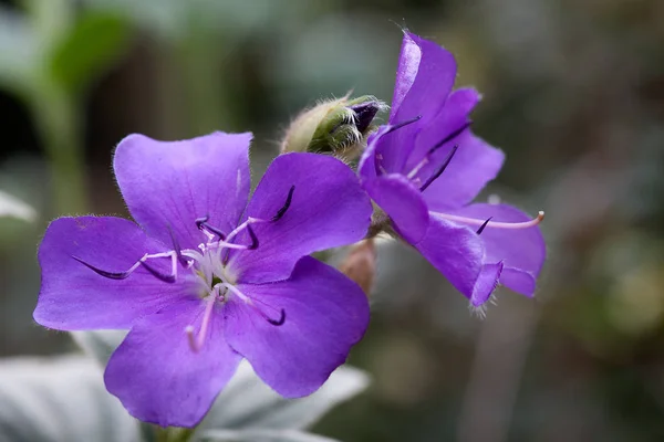 Piękne Botaniczne Ujęcie Naturalna Tapeta — Zdjęcie stockowe