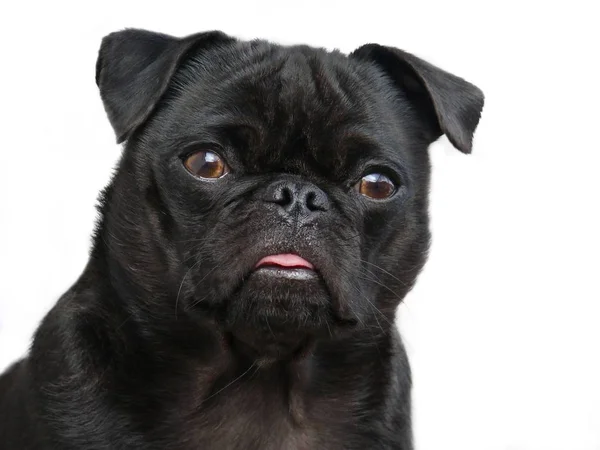 Retrato Lindo Perro — Foto de Stock