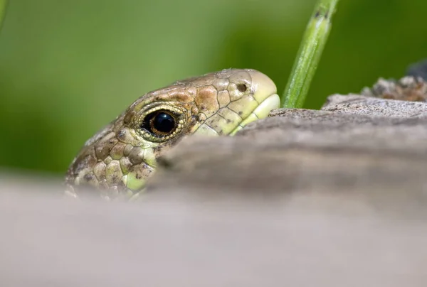 Lézard Vert Sur Herbe — Photo