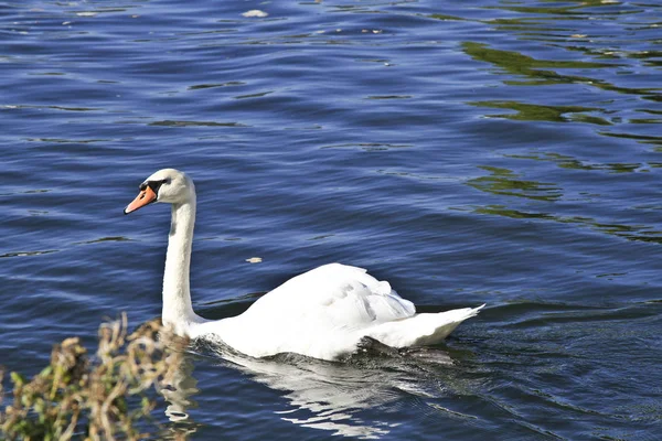 Vista Panorâmica Cisne Majestoso Natureza — Fotografia de Stock