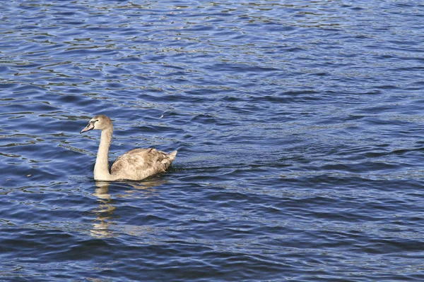 Vista Panorámica Del Majestuoso Cisne Naturaleza —  Fotos de Stock