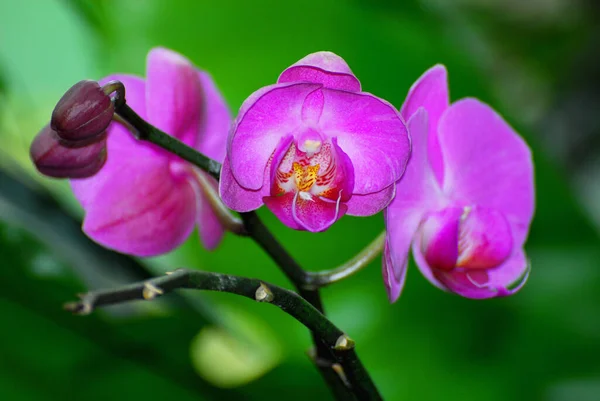 Flores Orquídea Flora Flores — Fotografia de Stock