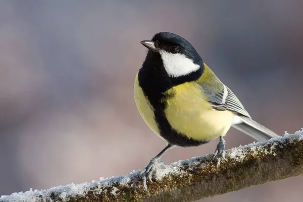 Tuftad Mus Baeolophus Bicolor — Stockfoto