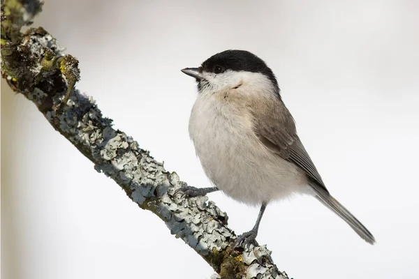 Vue Panoramique Sur Magnifique Oiseau Souris Espagnole — Photo