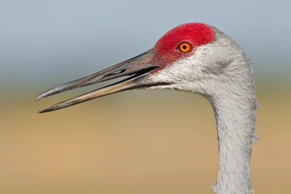 Vue Panoramique Bel Oiseau Nature — Photo