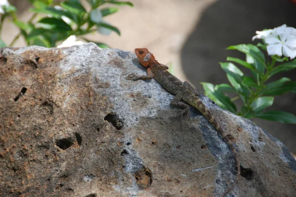 Echsentier Leguan Reptil — Stockfoto