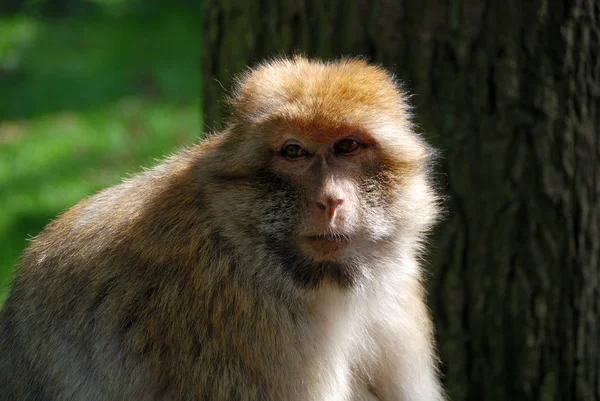 Barbarie Dans Naturzoo Rheine — Photo