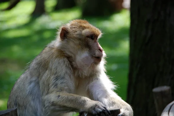 Barbar Naturzoo Rheine — Stock fotografie