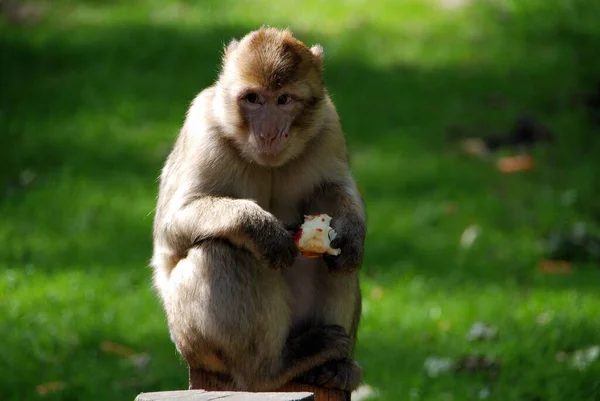 Barbar Naturzoo Rheine — Stock fotografie