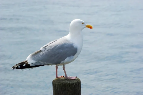 Vista Panorámica Hermosas Aves Gaviota Naturaleza — Foto de Stock