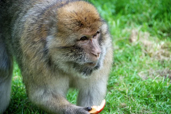 Barbaridad Naturzoo Rheine — Foto de Stock