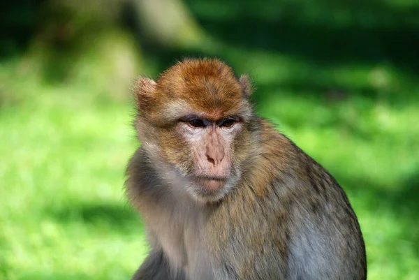 Barbary Naturzoo Rheine — Stock Photo, Image