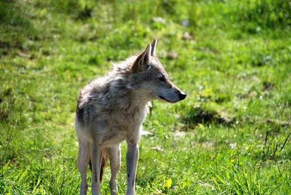 Schakal Naturzoo Rheine — Stockfoto