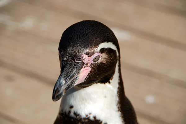 Pinguim Humboldt Naturzoo Rheine — Fotografia de Stock