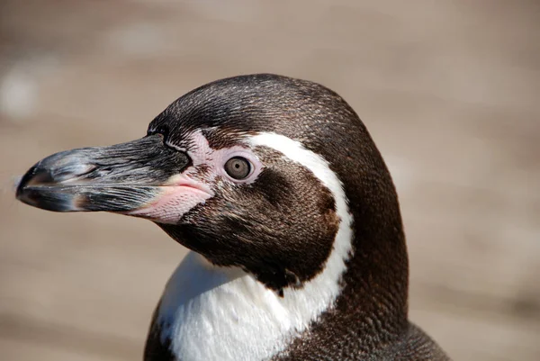 フンボルトペンギン自然動物園のレオイン — ストック写真