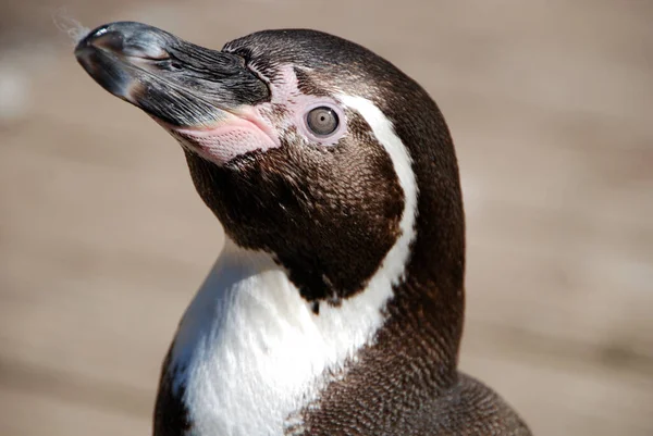 Humboldt Pingouin Dans Naturzoo Rheine — Photo