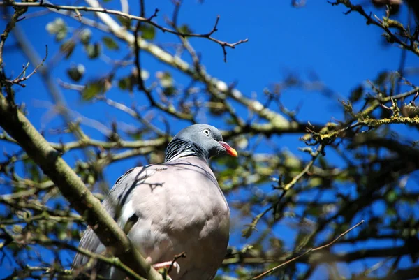 Naturzoo Rheine Daki Güvercin — Stok fotoğraf