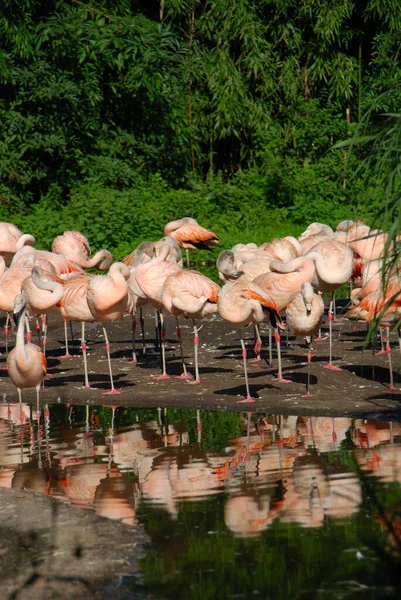 Fogo Equipamentos Acessórios Naturzoo Rheine — Fotografia de Stock