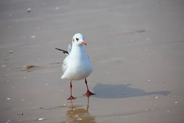 Schilderachtig Uitzicht Prachtige Meeuwenvogels Natuur — Stockfoto