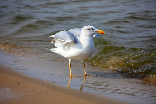 자연계의 아름다운 바닷새들의 — 스톡 사진