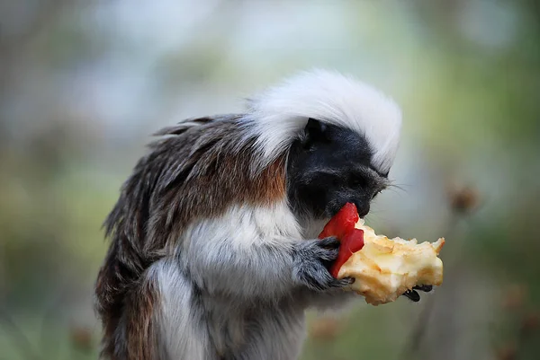 Zbliżenie Zwierząt Zoo — Zdjęcie stockowe