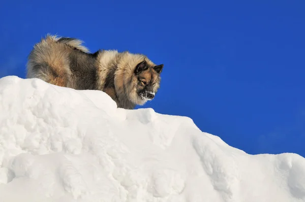 Собака Зимой Снег — стоковое фото