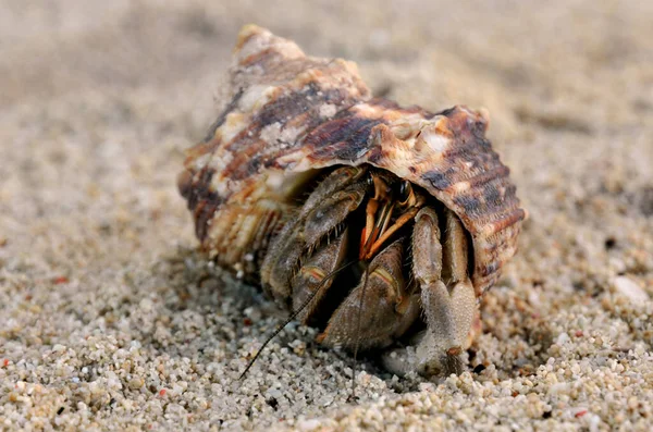 Coquille Escargot Coquilles Mollusque — Photo