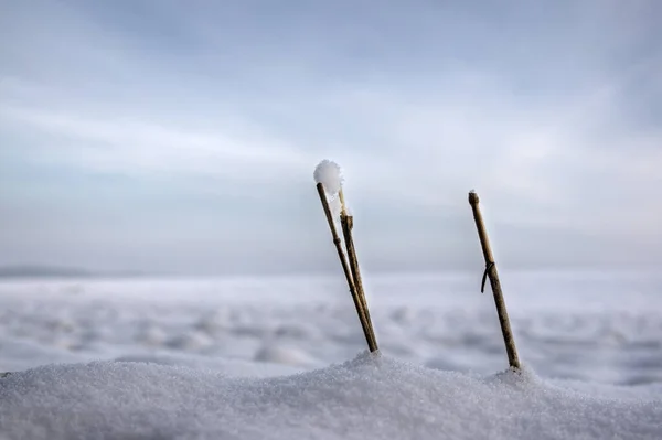 Straws Snow — Stock Photo, Image