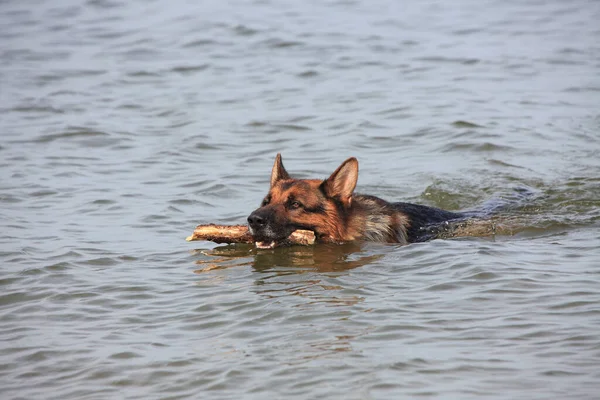 Porträtt Söt Hund — Stockfoto