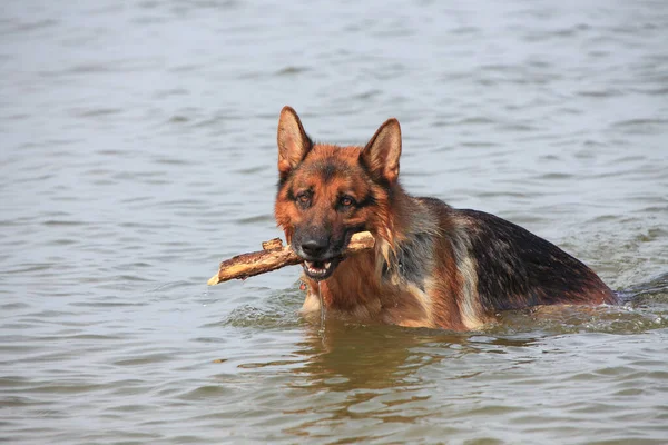 Hund Auf Dem See — Stockfoto