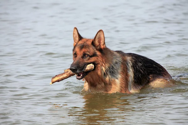 Porträt Eines Süßen Hundes — Stockfoto