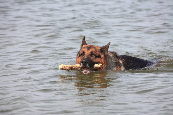 Porträt Eines Süßen Hundes — Stockfoto