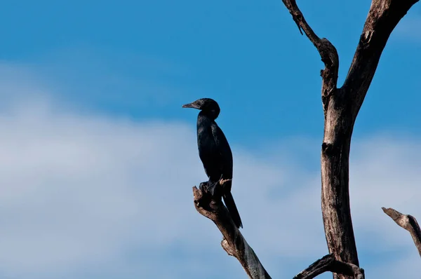 Schilderachtig Uitzicht Prachtige Vogel Natuur — Stockfoto