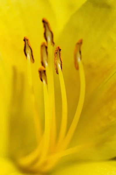 Naturskønne Udsigt Smukke Tusindfryd Blomster - Stock-foto