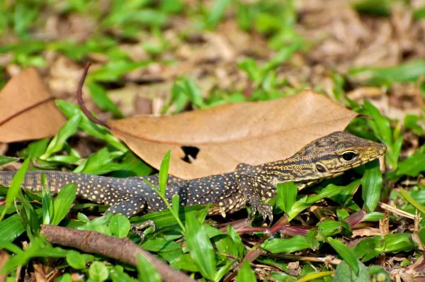 Gros Plan Lézard Dans Habitat Concept Sauvagerie — Photo