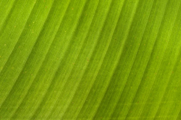 Belo Tiro Botânico Papel Parede Natural — Fotografia de Stock