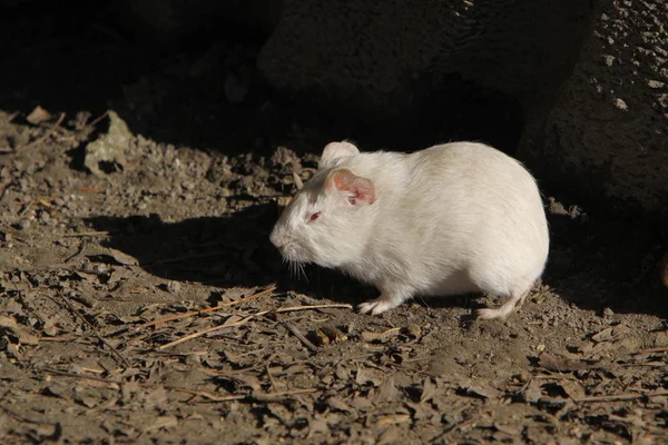 Hamster Meerschweinchen Nagetier Haustier — Stockfoto