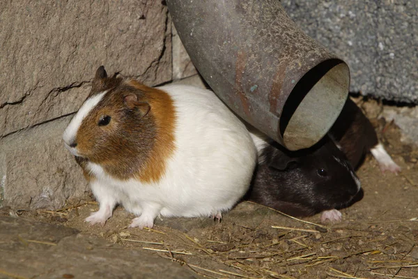 hamster, guinea pig rodent animal, pet